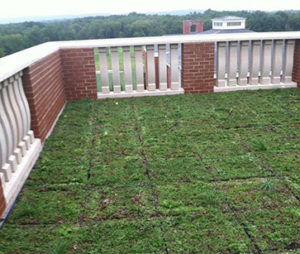 Vegetative Roof in MA